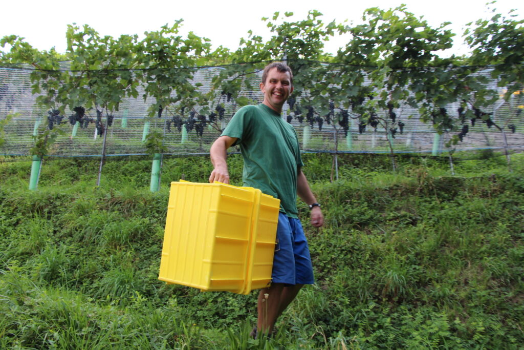 Mitarbeiter der Martin Stiftung trägt leere Ersatzkisten für die Traubenlese.