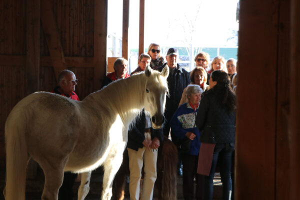Gruppe der Freiwilligen der Martin Stiftung besucht Bauernhof mit Pferdezucht bei Erlenbach.