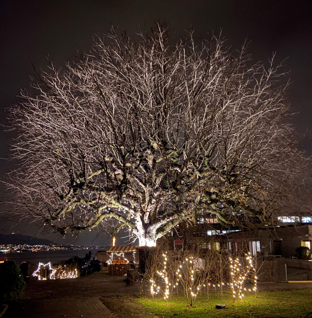 Der Kastanienbaum bei der Martin Stiftung wird in der Adventszeit festlich beleuchtet.