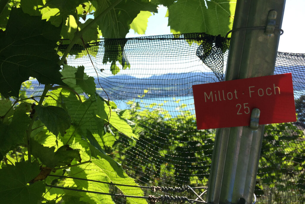 Millot Foch ist eine bekannte Piwi-Weinsorte.