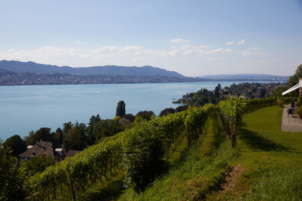 Aussicht vom Rebberg Mariahalden auf den Zürichsee im Sommer.
